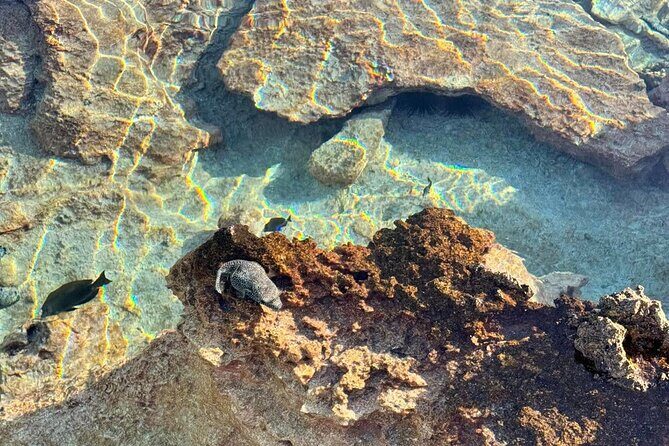 Excursion The Blue Lagoon and Reef Island - Snorkeling at the Coral Garden (Aquarium Stop): Proper Water Time
