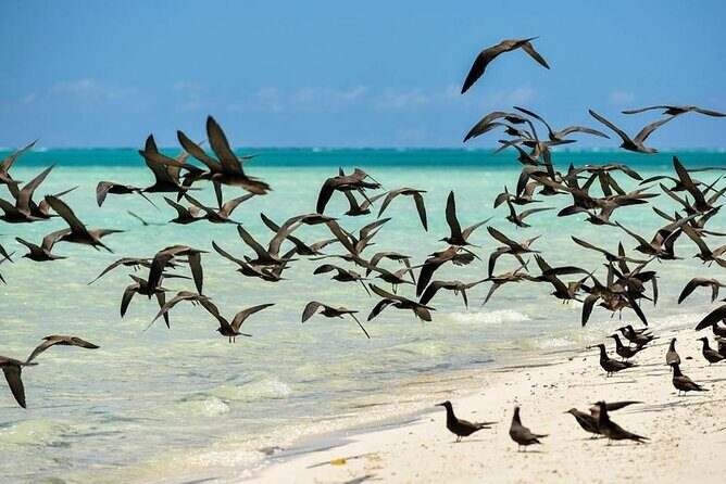 Excursion to Tetiaroa by Catamaran Visit Lunch Snorkeling - Tetiaroa Island Time: Walking, Waiting, and Listening