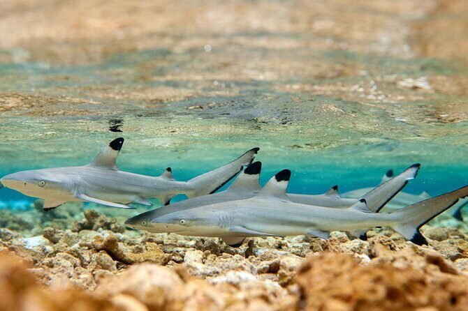 French Polynesia Snorkeling and 4X4 Adventure Tour with Buffet - Should you book this Bora Bora snorkel + 4x4 combo?