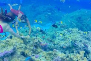 Full-Day Bora Bora Lagoon Cruise Including Snorkeling with Sharks and Stingrays - Coral Gardens: the aquarium-like snorkeling moment