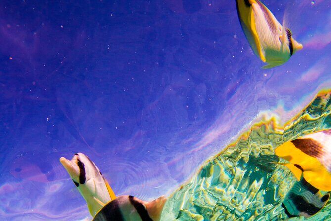 Full-Day Bora Bora Lagoon Cruise Including Snorkeling with Sharks and Stingrays - The private motu BBQ: lunch that feels like part of the trip