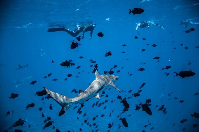 Full-Day Bora Bora Lagoon Cruise Including Snorkeling with Sharks and Stingrays - Timing and weather: when the lagoon cooperates
