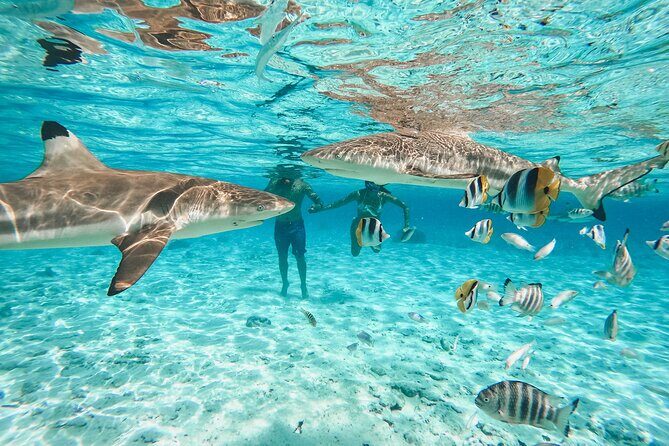 Full Day Lagoon Group Tour in Bora Bora with Lunch - Why the lagoon time matters more than a quick stop