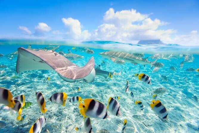 Full Day Lagoon Group Tour in Bora Bora with Lunch - A 6-hour plan built around coral gardens and shark time
