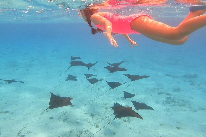 Full-day Lagoon Safari Tour with Lunch in Bora Bora - Shared tour - Key things to know before you go