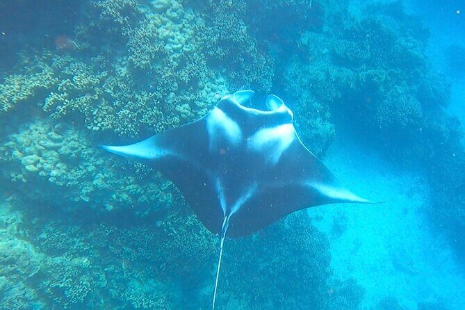 Full-day Lagoon Safari Tour with Lunch in Bora Bora - Shared tour - Snorkeling setup and how the guides help you enjoy the water