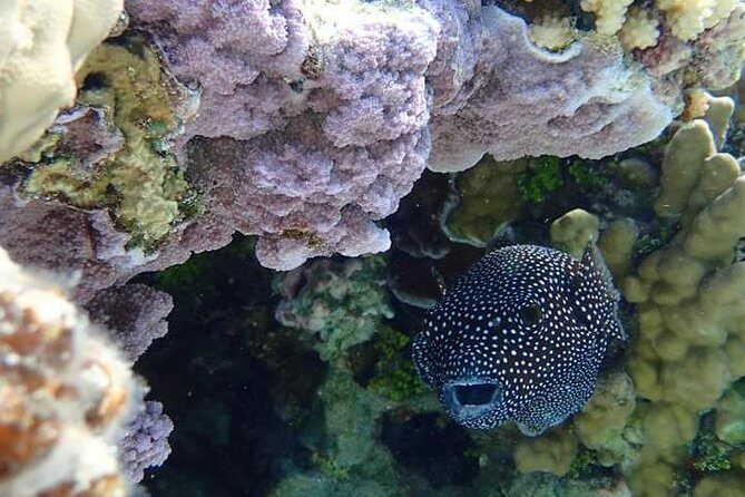 Full-Day Private Boat Tour of Bora Bora Lagoon with Snorkel - Price and value: $1,400 for up to 4 people