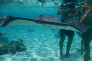Grand Combo 3H00 of Jetski + 2H30 of Quad - The Jet Ski Block: 3 Hours in the Moorea Lagoon