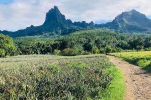 Guided Excursion in 4x4 in Moorea between Land and Sea - Moorea in 6 hours: how the land-to-sea route really works