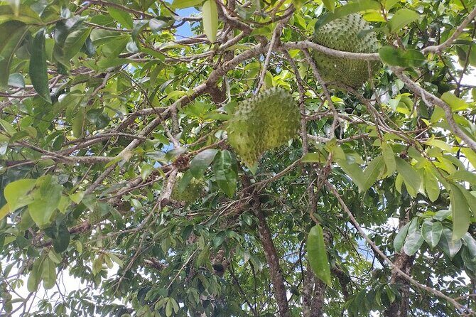 Guided Excursion in 4x4 in Moorea between Land and Sea - Manutea Tahiti and Rotui fruit juice: tasting more than just souvenirs