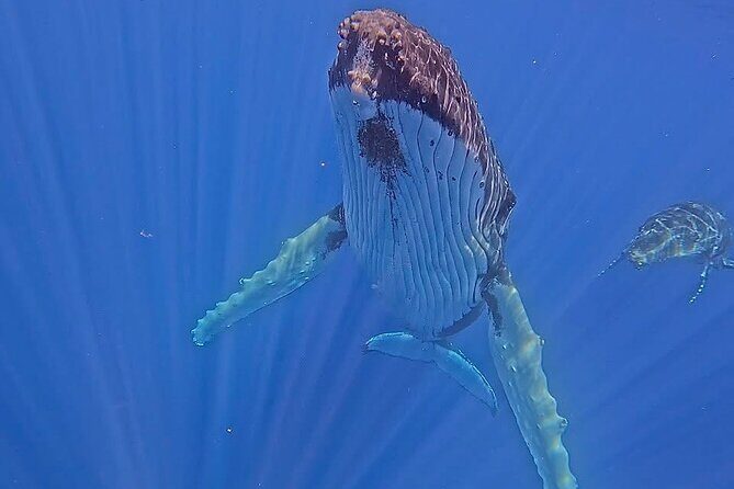 Guided Small Group Whale Watching and Swim Tour Tahiti - Whales Decide the Day: The Real Promise Here