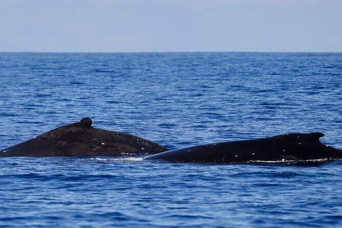 Guided Small Group Whale Watching and Swim Tour Tahiti - Hilton Tahiti Morning: Pickup, Meeting Point, and Getting Set