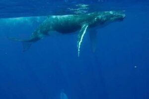 Guided Small Group Whale Watching and Swim Tour Tahiti - Searching for Humpbacks: What the Crew Does Once You’re Out