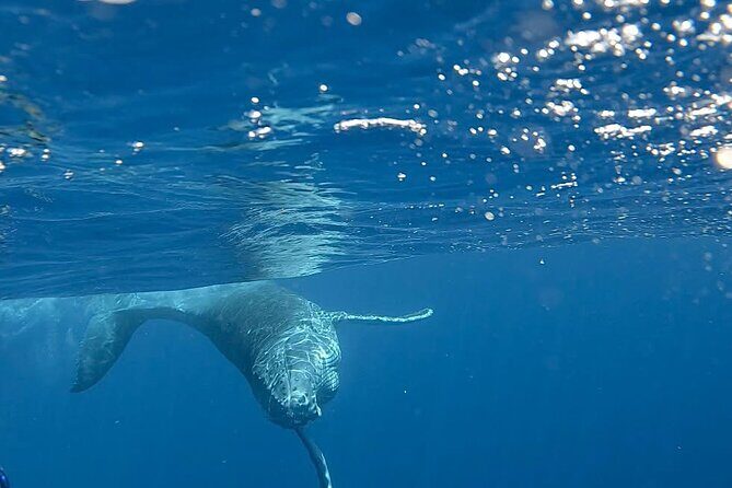 Guided Small Group Whale Watching and Swim Tour Tahiti - If the Whales Don’t Stick around: What You’ll Do Instead