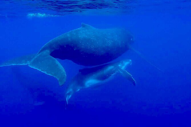 Guided Small Group Whale Watching and Swim Tour Tahiti - Snorkeling Gear and Included Extras That Actually Matter