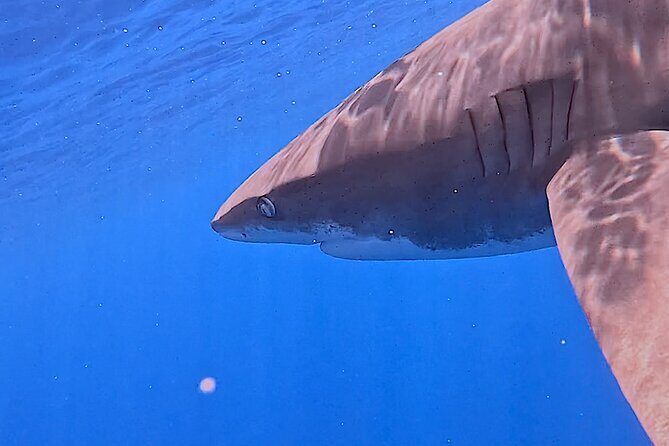 Guided Small Group Whale Watching and Swim Tour Tahiti - Food, Drinks, and the Pace of the Morning
