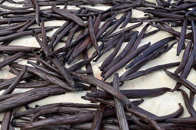 Guided tour of the island of Tahaa with Revanui Excursions - Stop 1 in Tahaa: Vanilla Prod Shop and the Smell Test for Real Vanilla