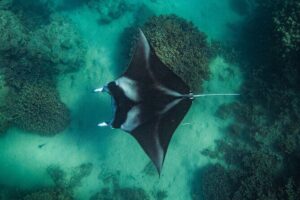 Half day Eco Snorkeling small group Tour in Bora Bora - Meeting up around 9:00 and getting on the water without fuss