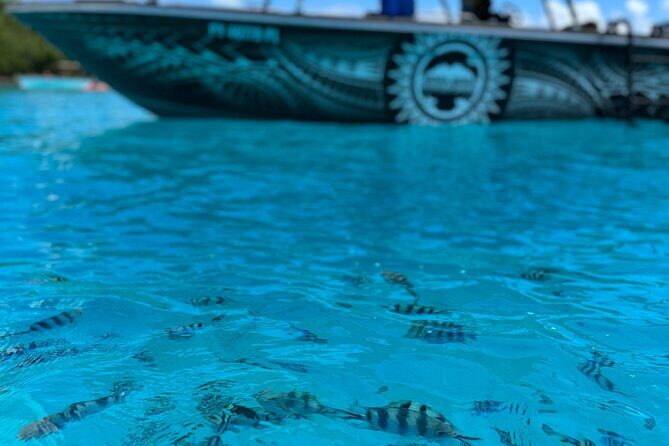 Half day Eco Snorkeling small group Tour in Bora Bora - What the guide does for you (and why names keep coming up)