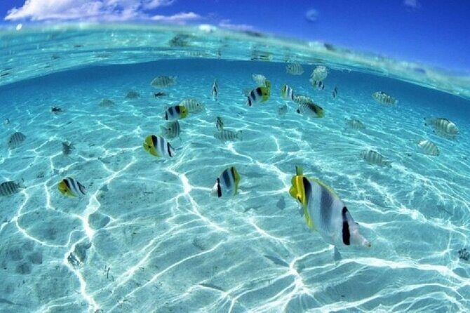 Half day Eco Snorkeling small group Tour in Bora Bora - Weather reality: wind and rain can change the whole mood