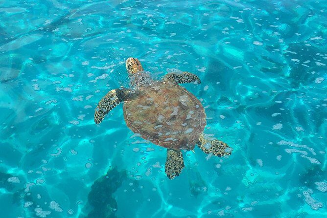 Half day Excursion, Drift Snorkeling Lagoon Adventure. 3H - Glass-Bottom Lagoon Fun for Every Comfort Level
