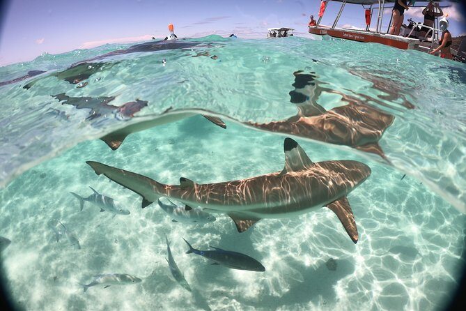 Half day Excursion, Drift Snorkeling Lagoon Adventure. 3H - Meeting Point, Timing, and How to Start Smooth
