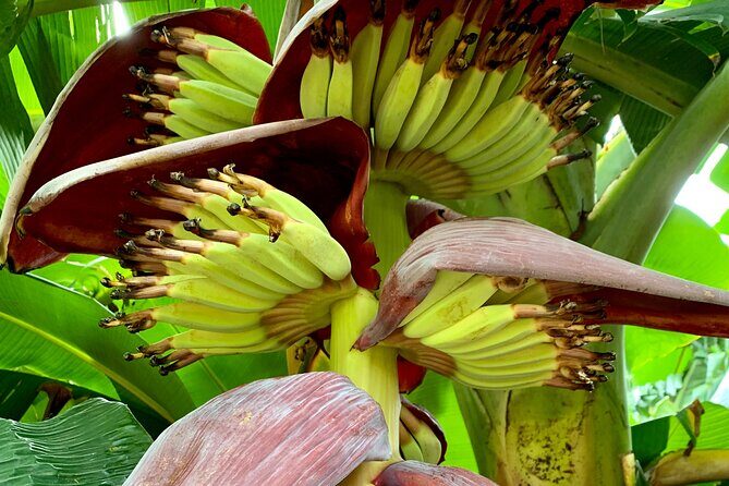 Half-Day Guided Hike to Afareaitu Waterfall - Fruit tasting in a private garden: the sweet finish you shouldn’t skip