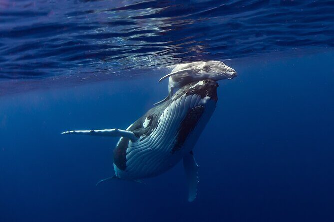 Half-Day Humpback Whales Encounter in Moorea - Moorea’s humpback season: what makes this so special
