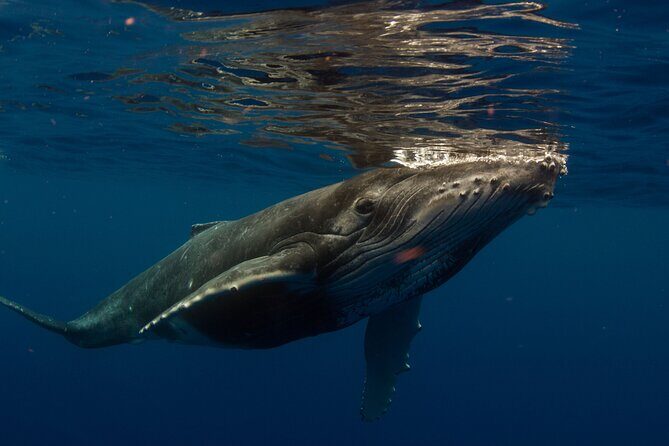 Half-Day Humpback Whales Encounter in Moorea - The 4-hour flow with Coco Beach check-in and a real safety briefing
