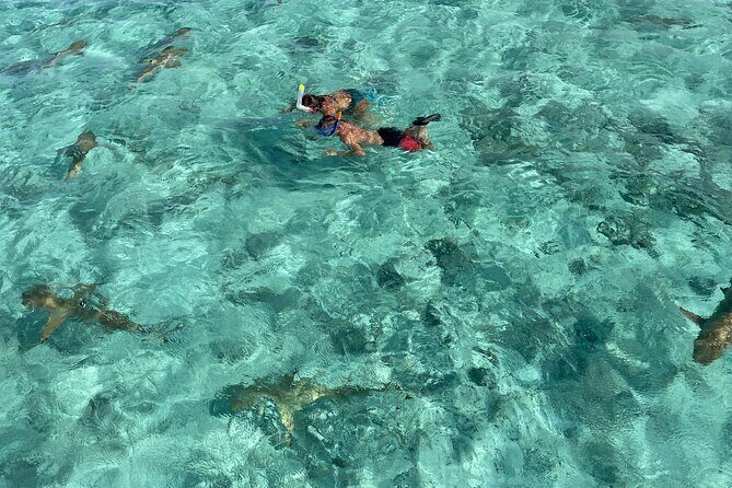 Half day lagoon safari tour in Bora Bora- Shared tour - Key Points to Know Before You Go