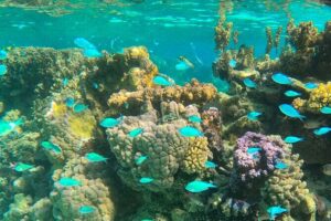 Half day lagoon safari tour in Bora Bora- Shared tour - Small-Group Numbers and Included Comforts (Fruit, Soda, Gear)