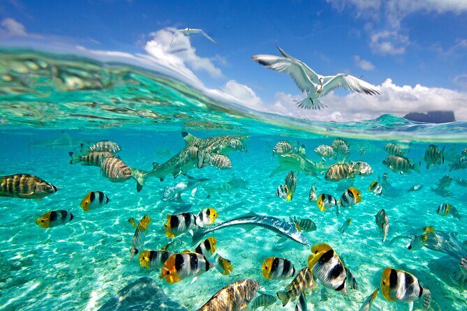 Half Day Private Lagoon Snorkeling Experience - Sting Ray Interaction at the Shallow Site (Hand-Fed by Your Guide)