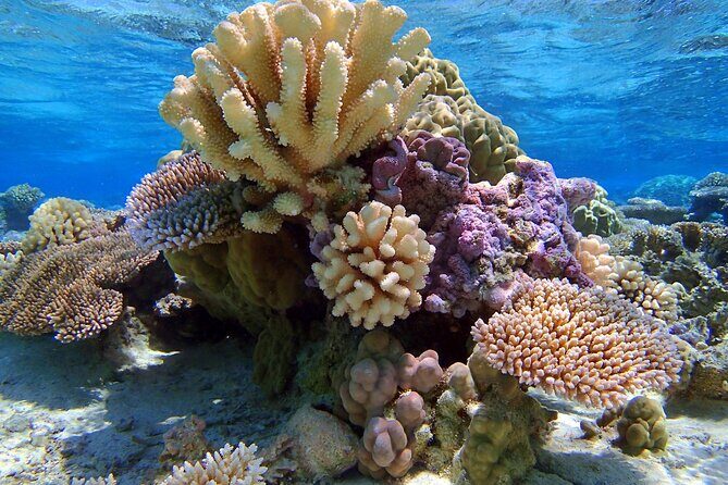 Half Day Private Lagoon Snorkeling Experience - Price and Value: Is $783.76 per Group Worth It?