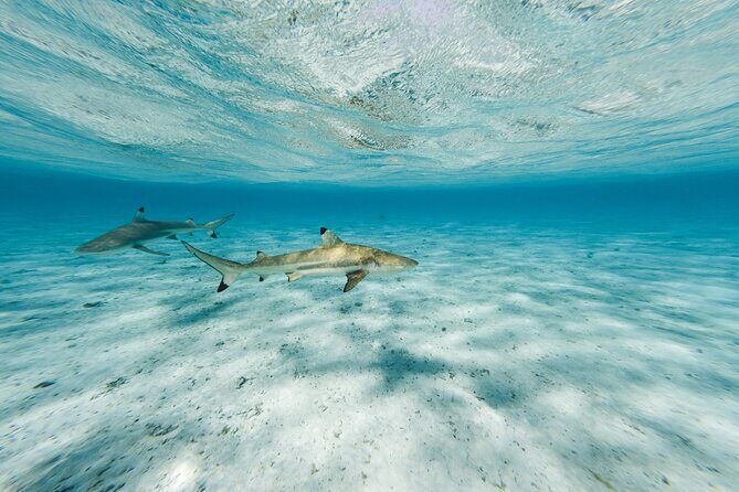 Half-Day Private Luxury Tour from Bora Bora - The 9:00 am timing, pickup, and small-group comfort