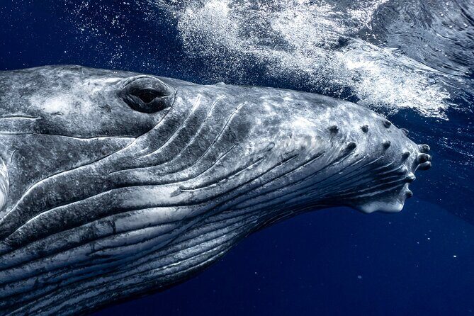 Half Day Private Whale Watching in Moorea - Key Highlights Worth Booking For