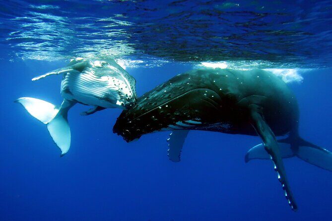 Half Day Private Whale Watching in Moorea - A Private Boat and Whale Season in Moorea