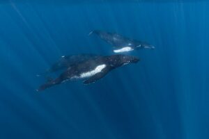 Half Day Private Whale Watching in Moorea - Ethical Encounters: The 100-Meter Rule You’ll Be Thankful For