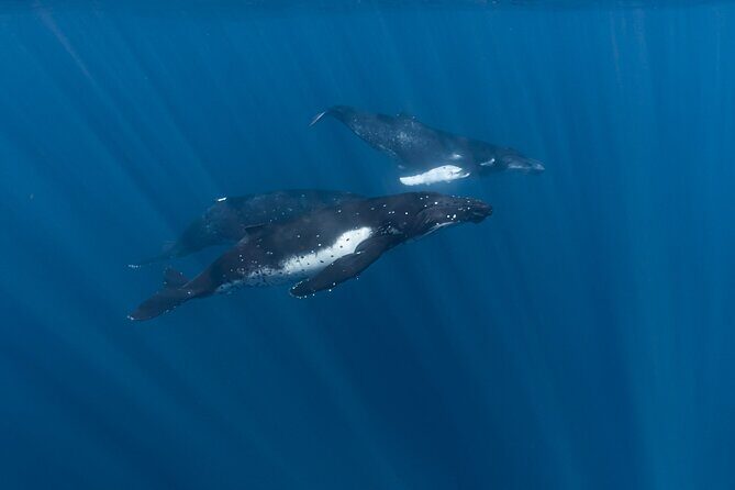 Half Day Private Whale Watching in Moorea - Ethical Encounters: The 100-Meter Rule You’ll Be Thankful For