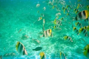 Half-Day Sailing Trip on the Lagoon of Tahiti Comments - The boat experience: red sails, calm lagoon pace