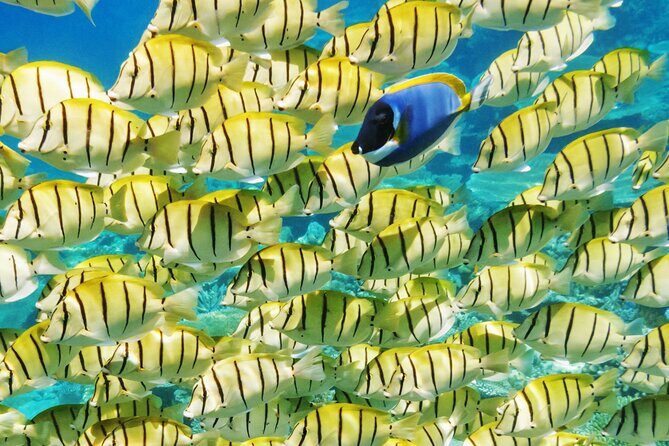 Half-Day Small-Group Cruise in Bora Bora with Snorkelling - Key Highlights You’ll Care About