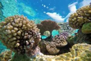 Half-Day Small-Group Cruise in Bora Bora with Snorkelling - The Real Itinerary: Three Stops Built Around Coral, Rays, and Reef Sharks