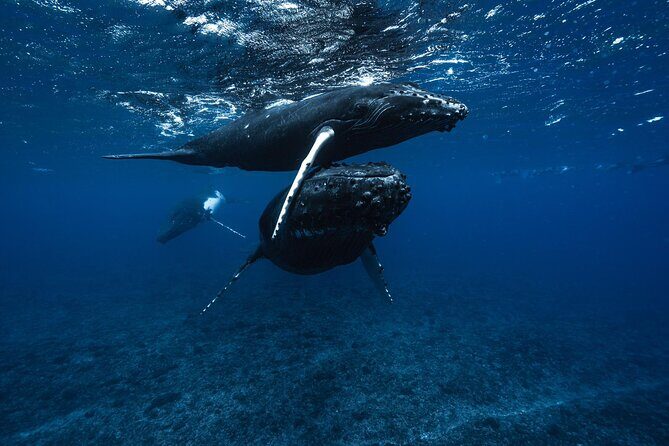 Half Day Small Group Whale Watching - Why Moorea’s humpback season is the whole point (Aug–Nov)