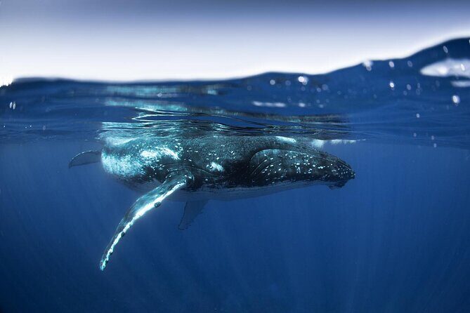 Half Day Small Group Whale Watching - Finding the whales: the crew’s close-by approach (and why it matters)