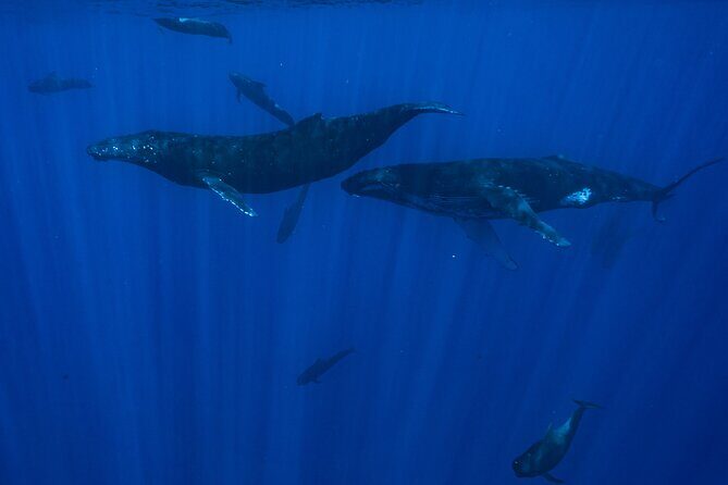Half Day Small Group Whale Watching - What the snorkel time feels like (gear, instructions, and stamina)