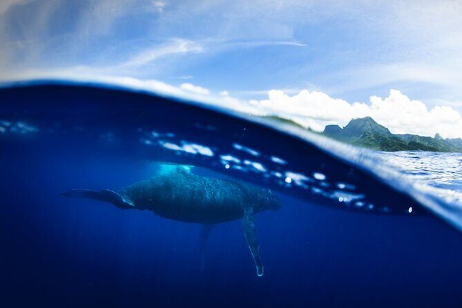 Half Day Small Group Whale Watching - Price and value: why $267.22 can make sense here