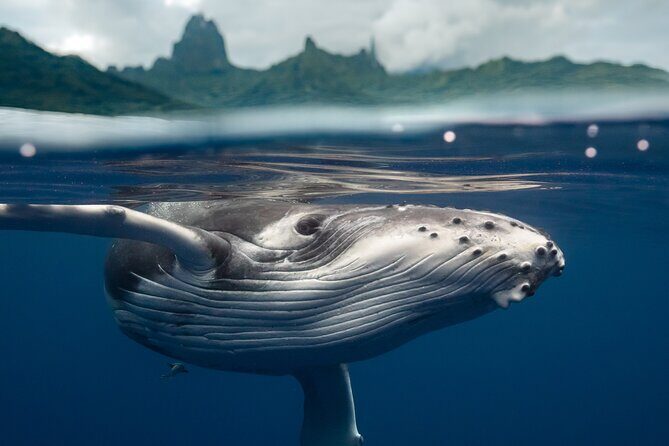 Half Day Small Group Whale Watching - The max-6 boat setup: what it really changes on the water