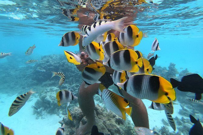 Half Day Snorkeling in Moorea - Key Things to Know Before You Go