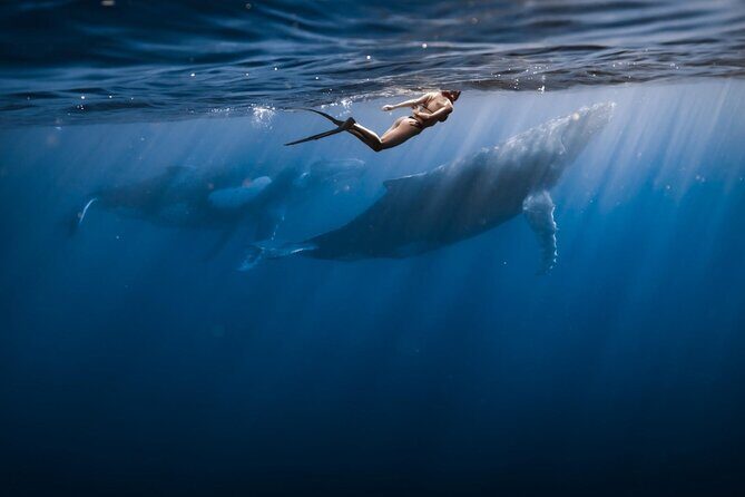 Half Day Snorkeling in Moorea - Sharks and Stingrays: How Close Is Close?