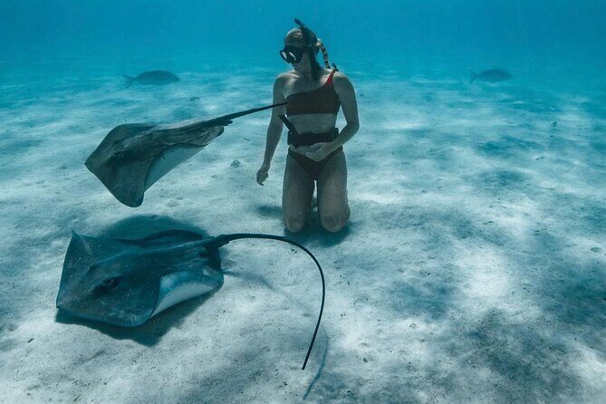 Half Day Snorkeling in Moorea - Dolphins and (Seasonal) Humpbacks: What to Expect