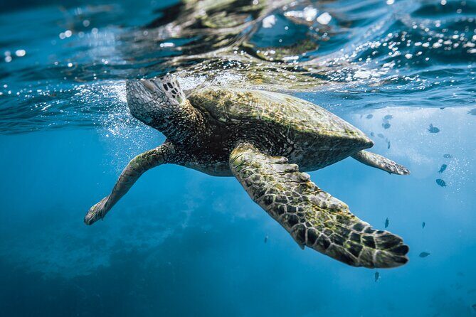 Half Day Snorkeling in Moorea - Views From the Water: Why the Boat Ride Matters